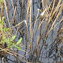 IMG_0890