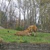 IMG_2519