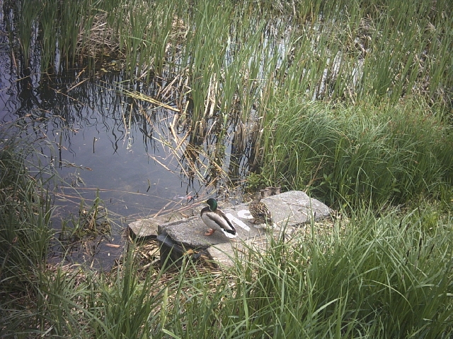 Original image