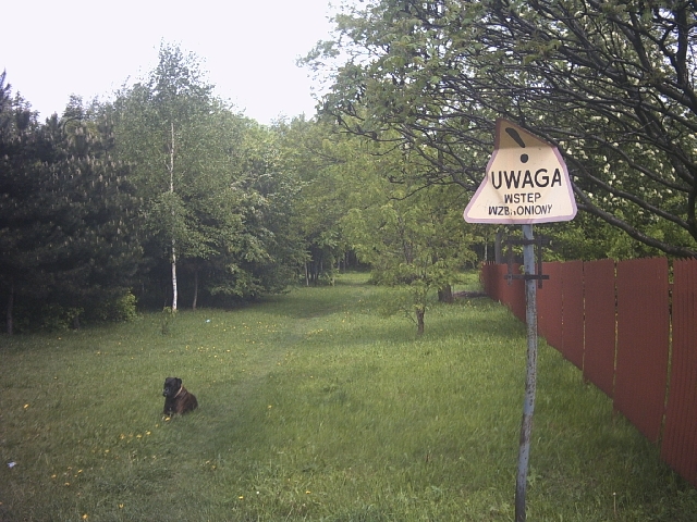 Original image